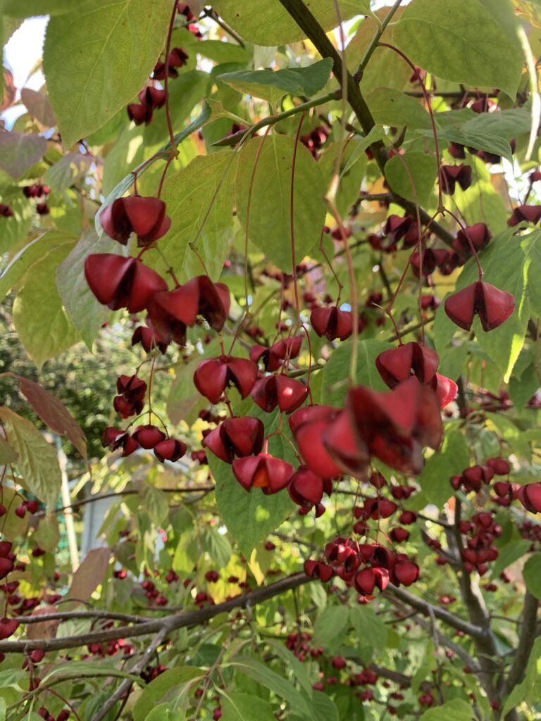 Benved Euonymus Europaeus.